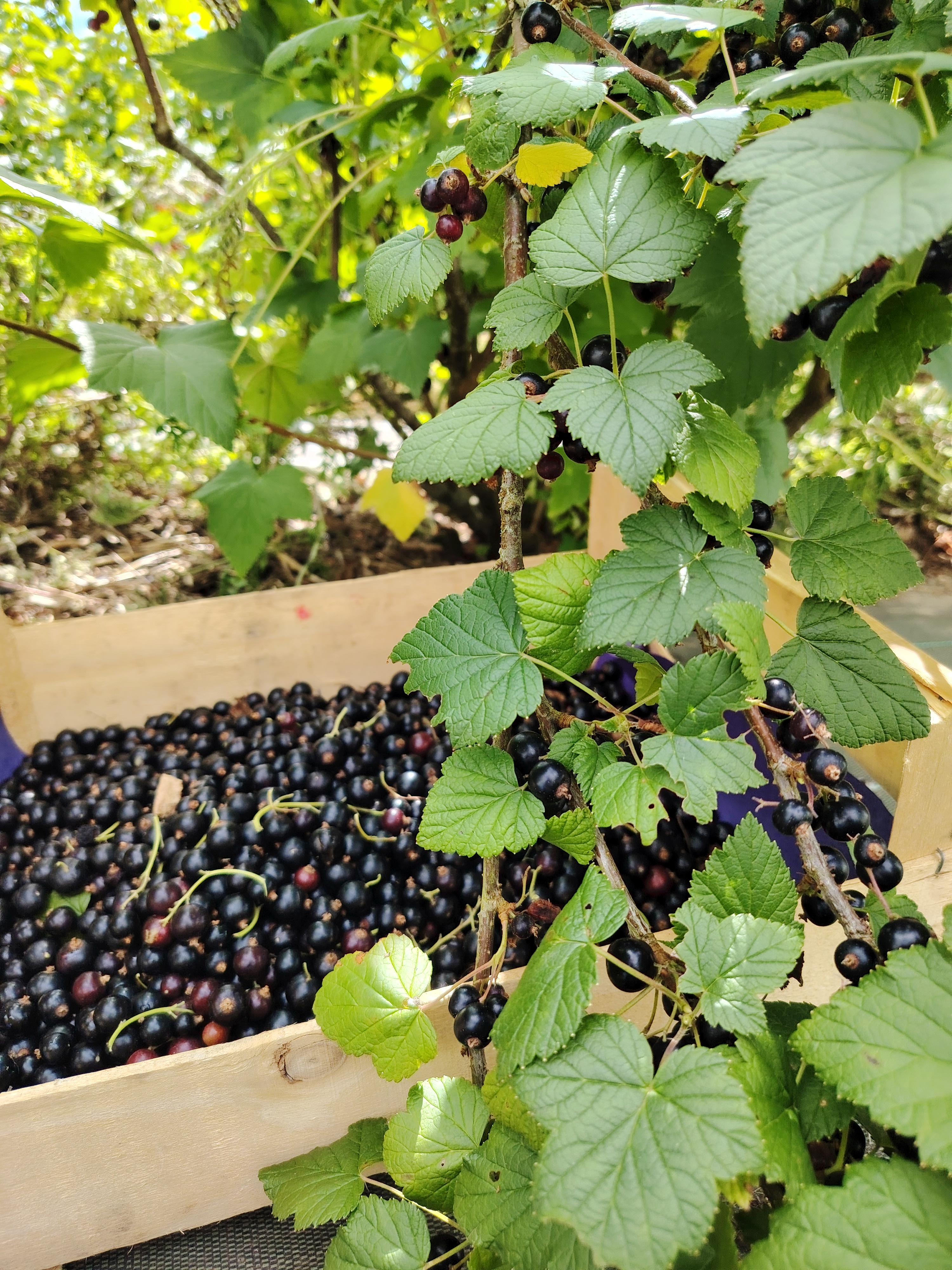Confitures Maison fruitée